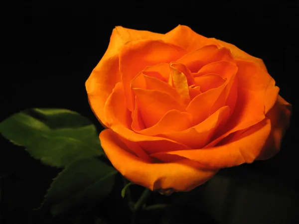 Güzel turuncu gül siyah izole — Stok fotoğraf