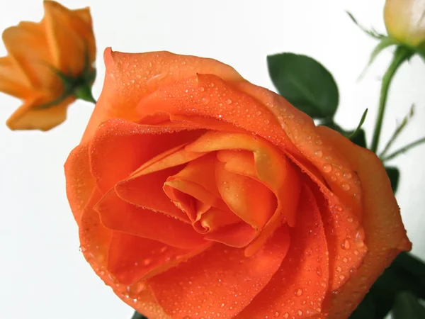Vacker ros med vattendroppar — Stockfoto