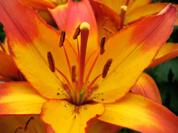 Vackra lily — Stockfoto