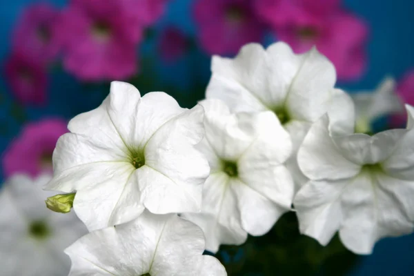 Petunie kwiaty — Zdjęcie stockowe