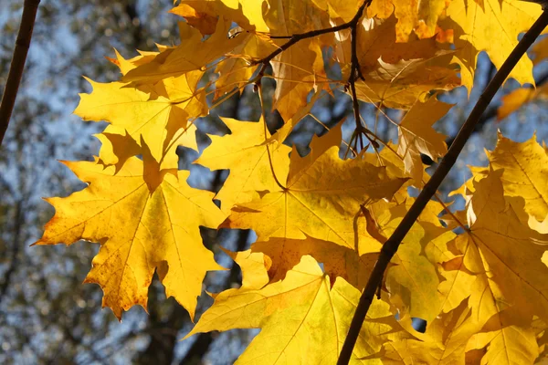 Herbstlicher Zweig des Ahornbaums — Stockfoto