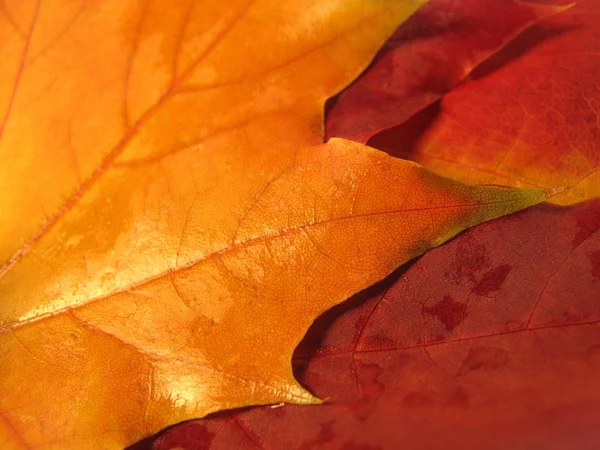 Beautiful colored fall leaves — Stock Photo, Image