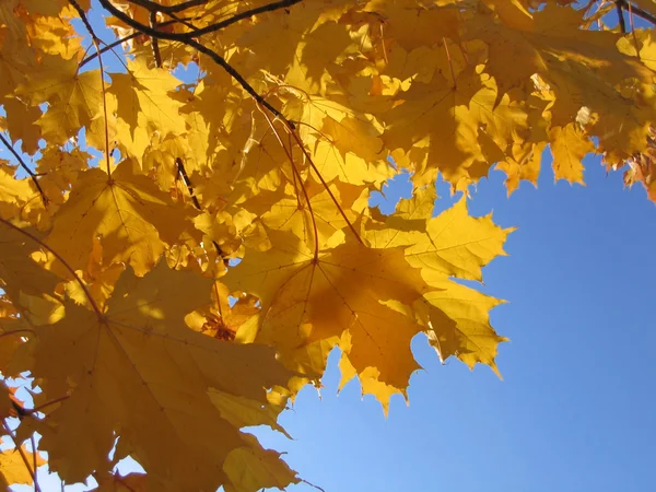 Herbstblätter des Ahorns — Stockfoto