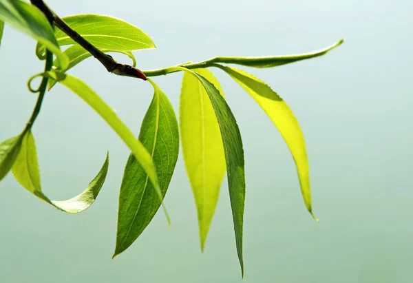 Närbild på färska gröna blad — Stockfoto