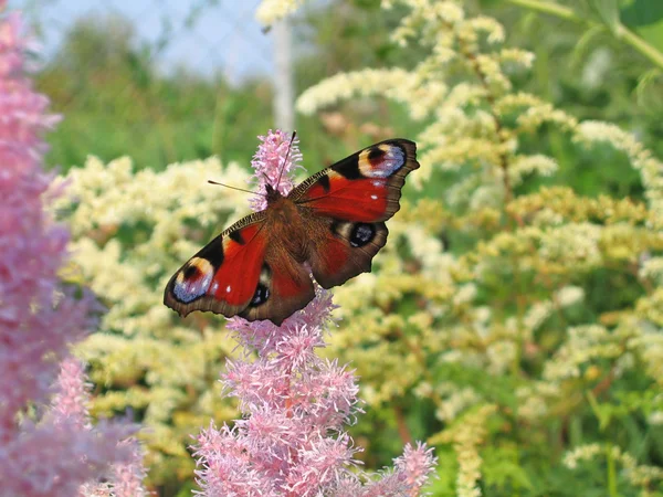 stock image Beautiful butterfly