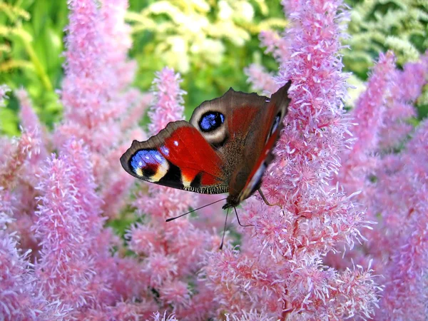 Krásný motýl — Stock fotografie