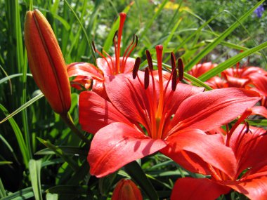 Beautiful red lily clipart