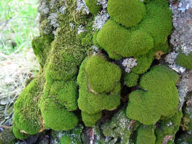 Moss on trunk of old tree clipart