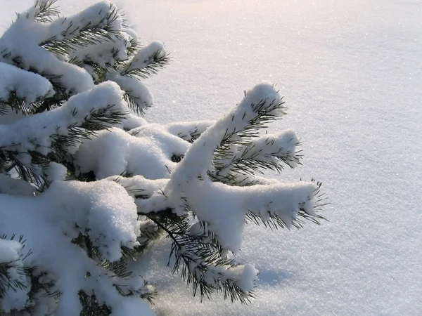Las ramas del pino bajo la nieve — Foto de Stock