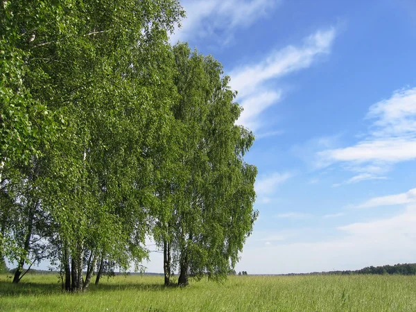 Sommarlandskap — Stockfoto