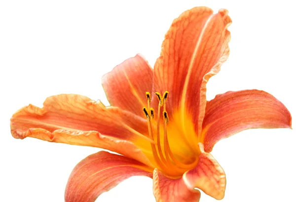 Lily isolated on the white background — Stock Photo, Image