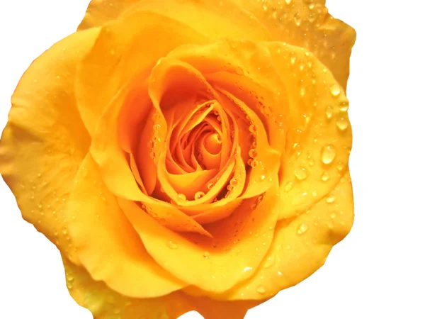 Крупный план розы с капельками воды — стоковое фото