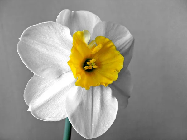 Nárcisz (Narcissus) — Stock Fotó