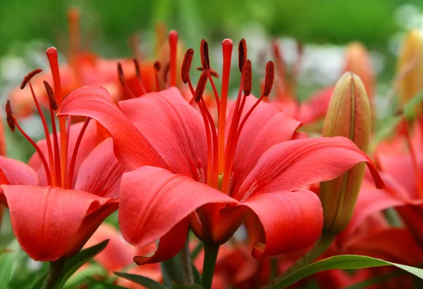Krásné červené lilie — Stock fotografie