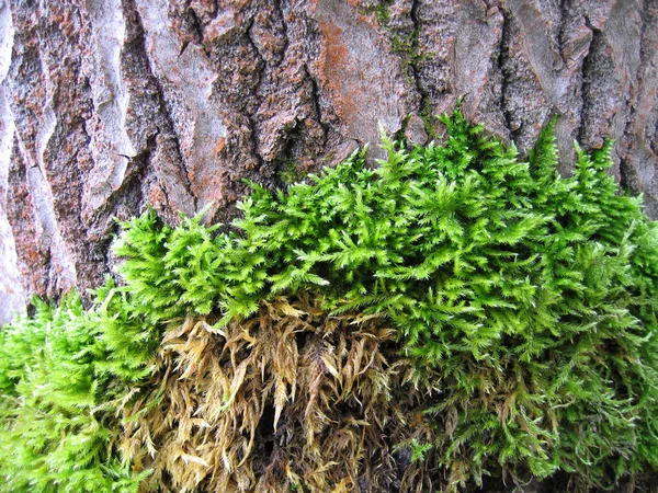 Corteza de árbol viejo cubierta por un musgo — Foto de Stock