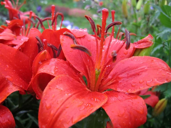 Closeup of red lily — Stock Photo, Image