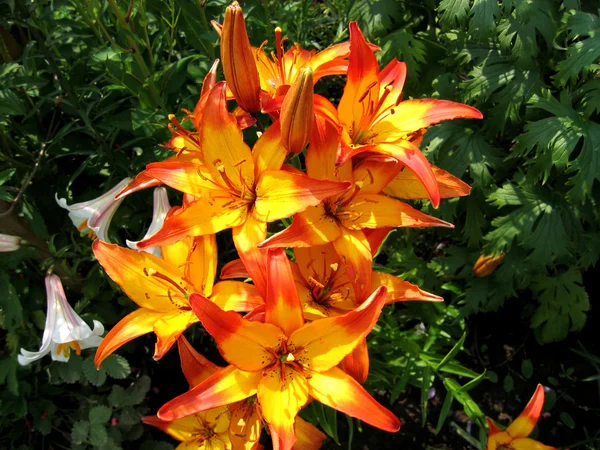 Yellow and red lilies — Stock Photo, Image
