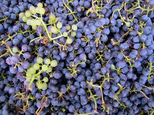 Tło winogron — Zdjęcie stockowe