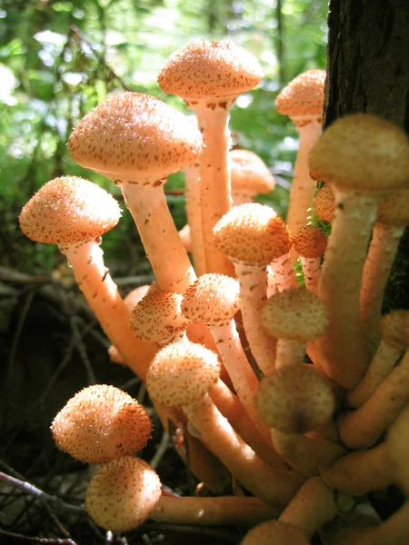 Ciuperci de miere care cresc în copac — Fotografie, imagine de stoc