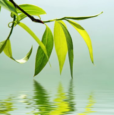 Fresh green leaves reflected in water clipart