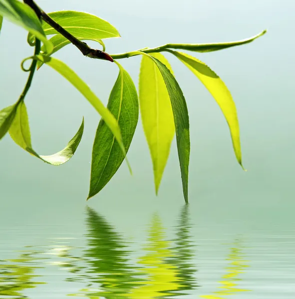 Verse groene bladeren in het water weerspiegeld — Stockfoto