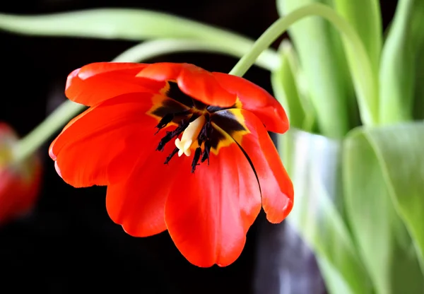 Piękny czerwony tulipan — Zdjęcie stockowe