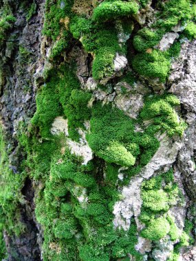 Trunk of old tree with moss clipart