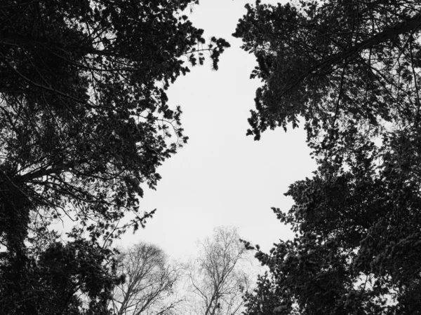 stock image Winter gleam among trees