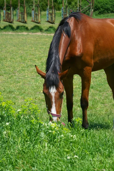 말의 목초지 — 스톡 사진