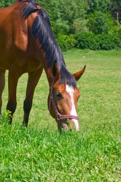 Stock image Grazing horse 2