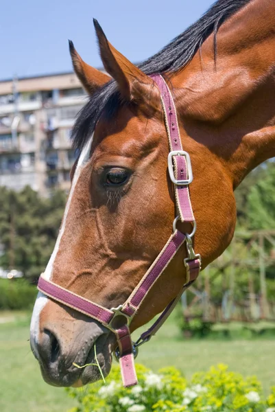 stock image Head of horse