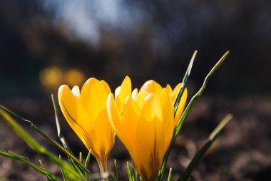 Yellow crocuses clipart