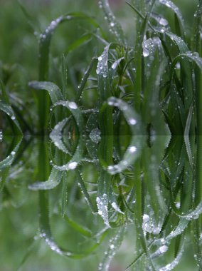 Grass with the drops of rain clipart