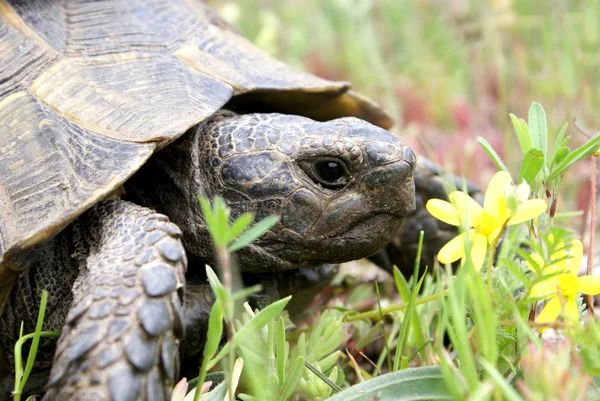 stock image Tortoise