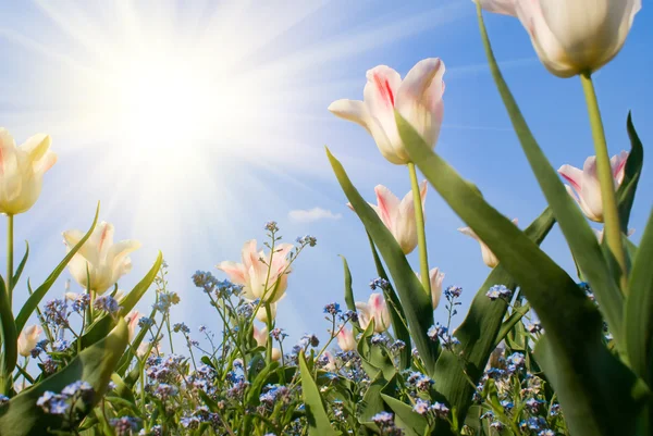 Tulpe und Sonne — Stockfoto