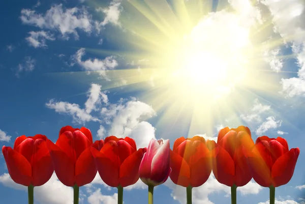 Kwiaty i słońce — Zdjęcie stockowe