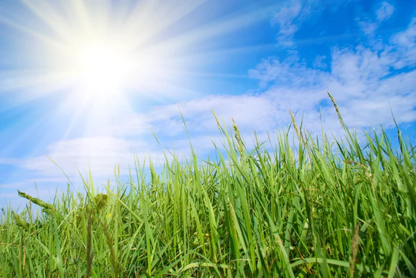 Grünes Gras und Sonne — Stockfoto