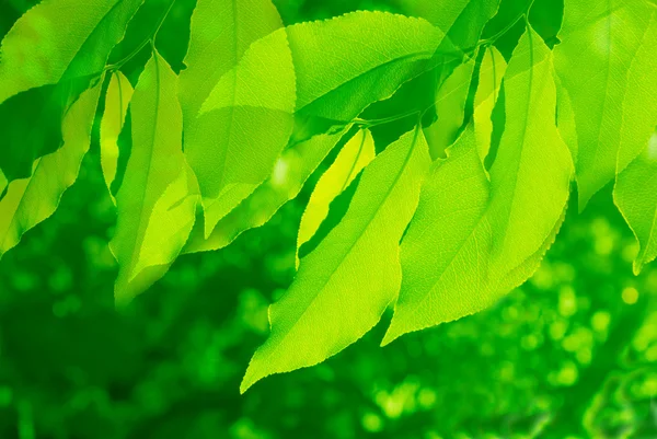 Zelené listy jsou ve světle slunce — Stock fotografie