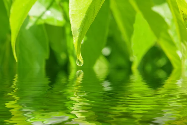 La riflessione di foglie è in acqua — Foto Stock