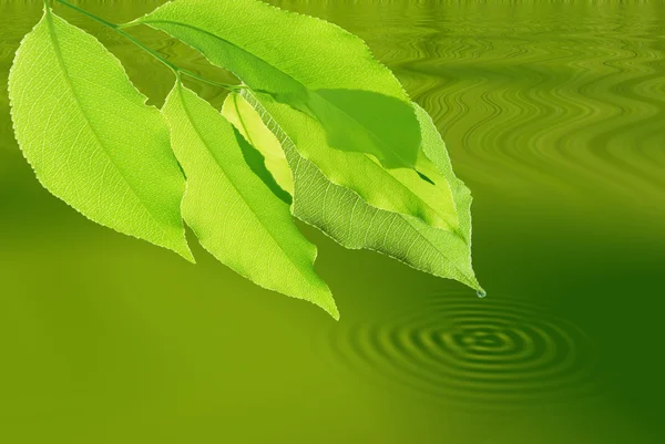 Kapky rosy na zelený list — Stock fotografie