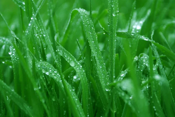 Gotas chovendo em uma grama verde — Fotografia de Stock