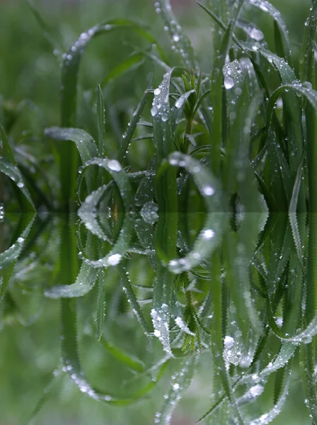 Hierba con las gotas de lluvia Imagen de stock