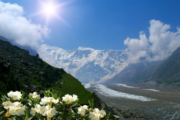 Гірські квіти-рододендрони — стокове фото