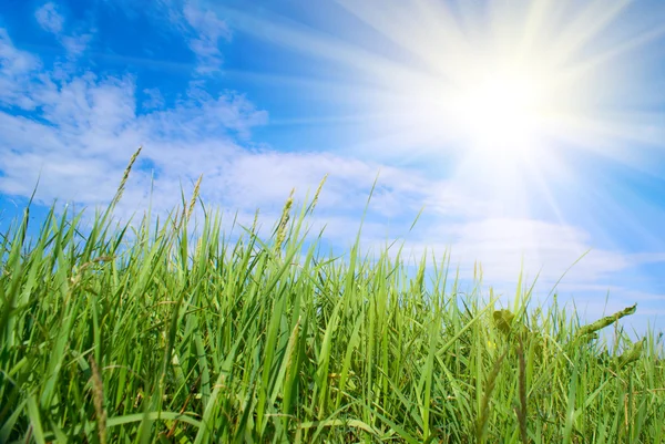 Gras en zon — Stockfoto