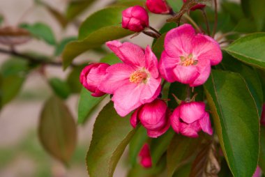 Red flowers of tree clipart