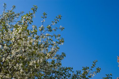 ağaç dalı flowerings