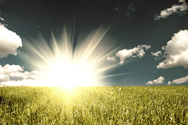 草と太陽 — ストック写真