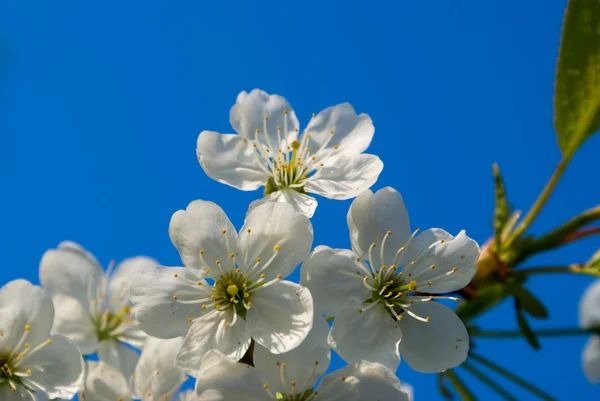 나무의 분 지 flowerings — 스톡 사진