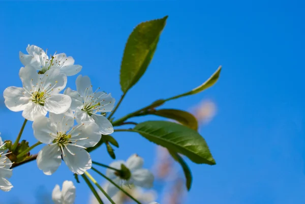 Ramo de cereza con flores —  Fotos de Stock