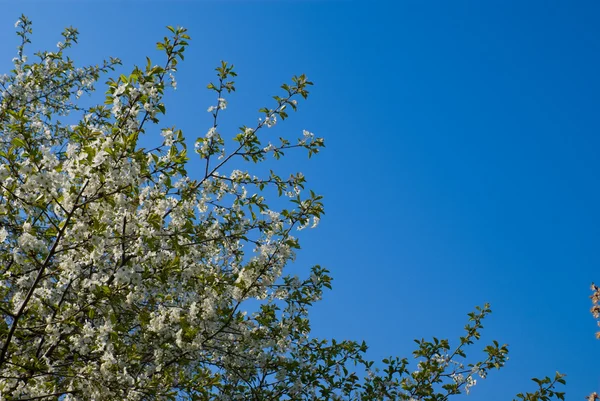 Las flores las ramas del árbol —  Fotos de Stock